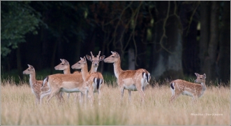 <p>DANĚK SKVRNITÝ (Dama dama) Šluknovsko - obora /Fallow deer - Damhirsch/</p>